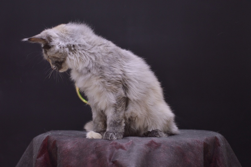 Gamma Akbars - Kitten maine-coon 4 months