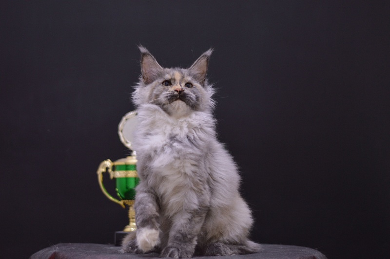 Gamma Akbars - Kitten maine-coon 4 months