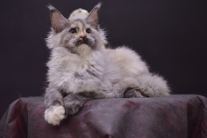 Gamma Akbars - Kitten maine-coon 4 months
