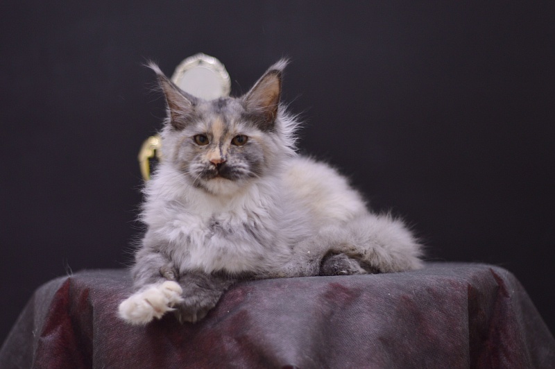 Gamma Akbars - Kitten maine-coon 4 months