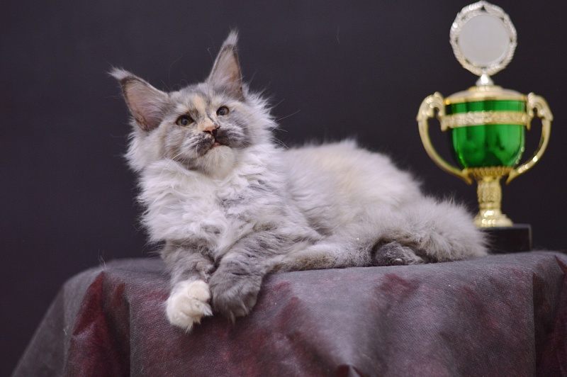 Gamma Akbars - Kitten maine-coon 4 months