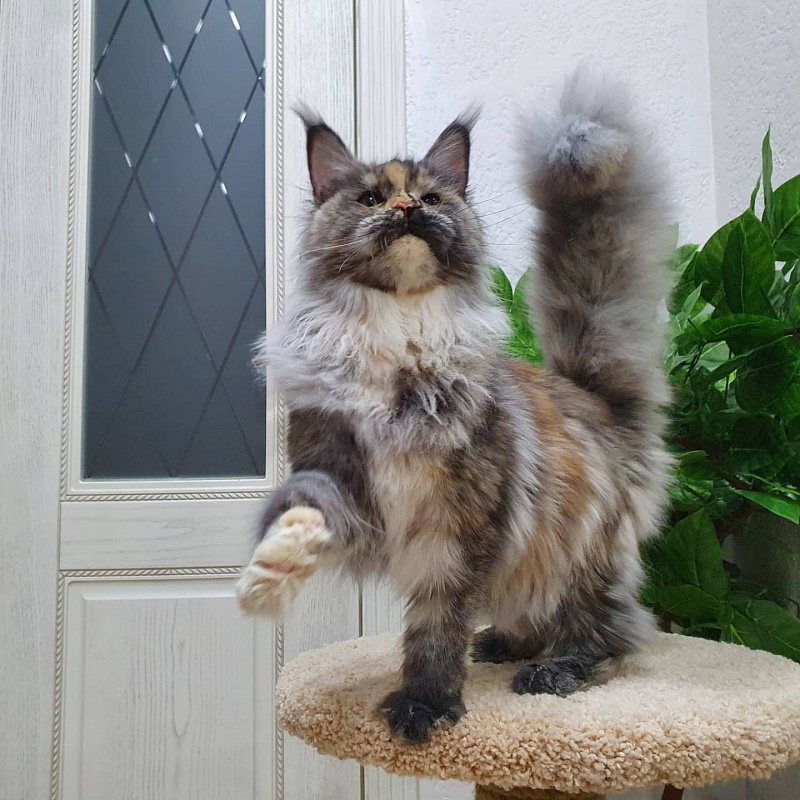 Gamma Akbars - Kitten maine-coon 5 months 4 weeks