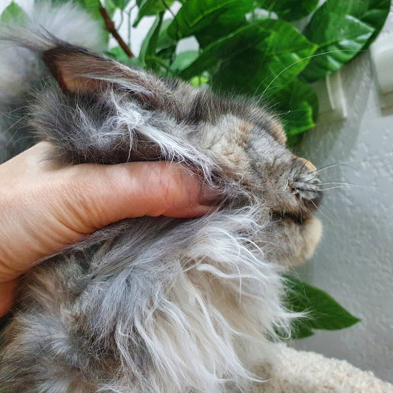 Gamma Akbars - Kitten maine-coon 5 months 4 weeks