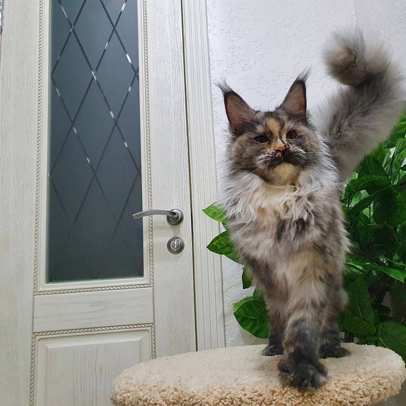 Gamma Akbars - Kitten maine-coon 5 months 4 weeks