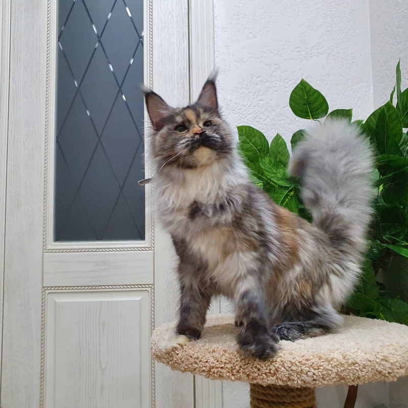 Gamma Akbars - Kitten maine-coon 5 months 4 weeks