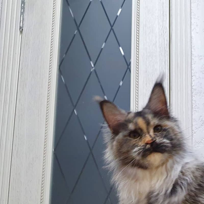 Gamma Akbars - Kitten maine-coon 5 months 4 weeks