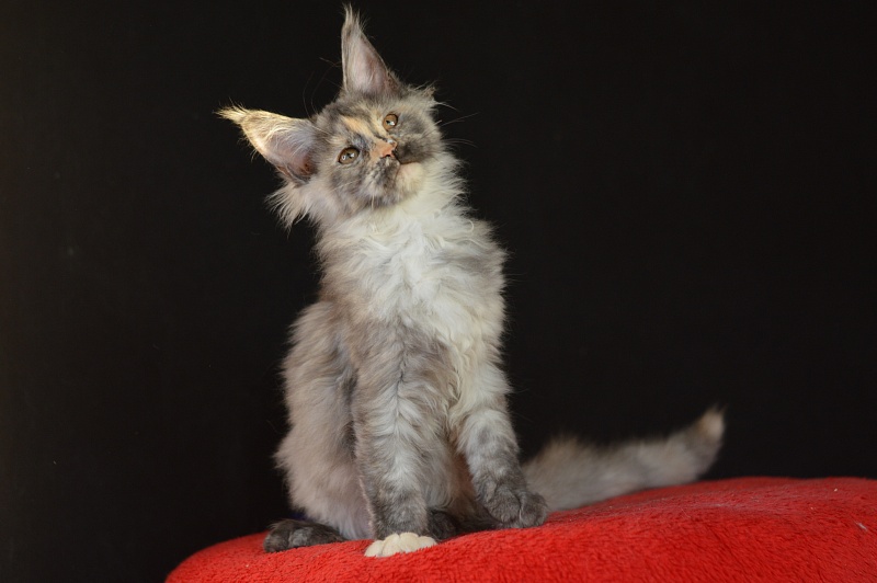 Gamma Akbars - Kitten maine-coon 3 months