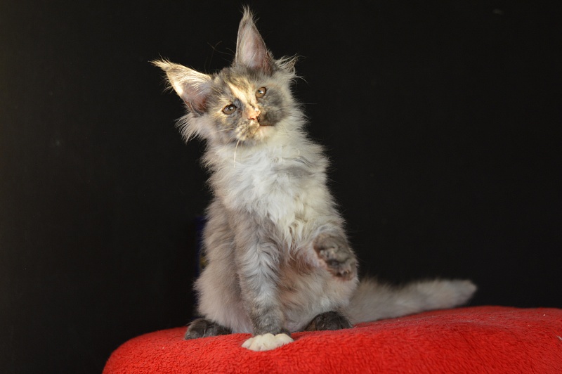 Gamma Akbars - Kitten maine-coon 3 months