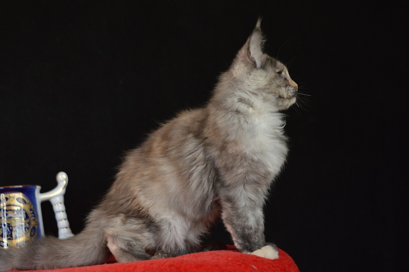 Gamma Akbars - Kitten maine-coon 3 months