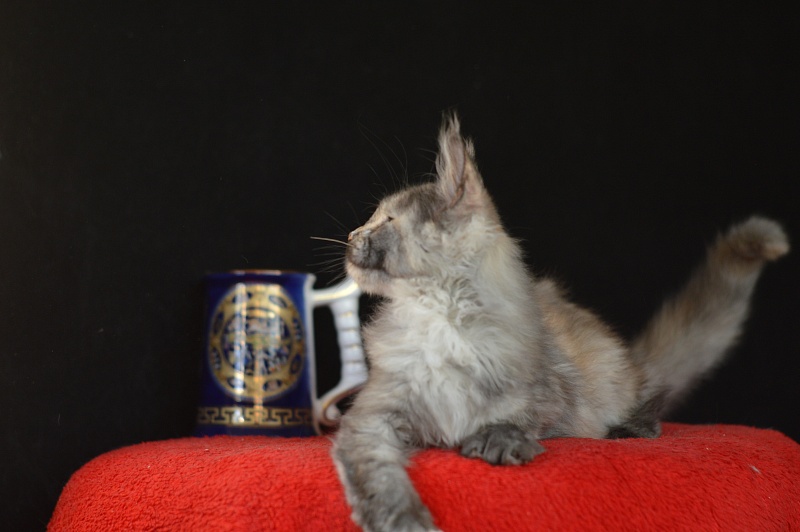 Gamma Akbars - Kitten maine-coon 3 months