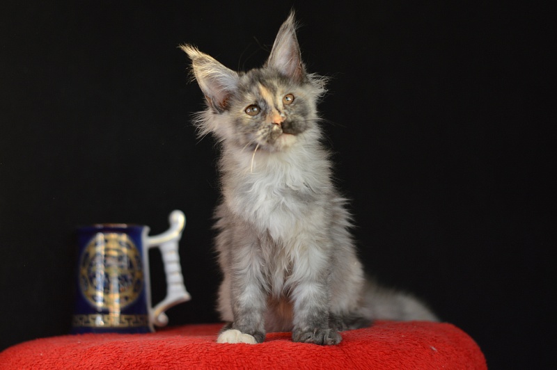 Gamma Akbars - Kitten maine-coon 3 months