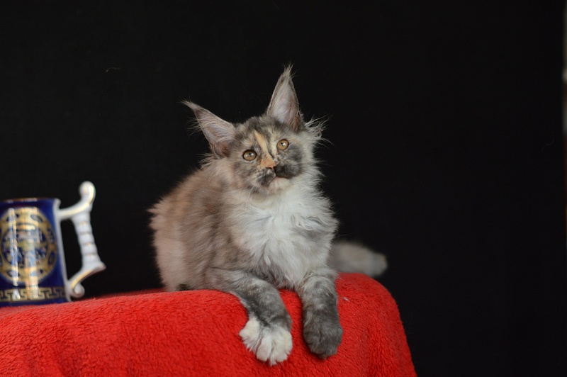 Gamma Akbars - Kitten maine-coon 3 months