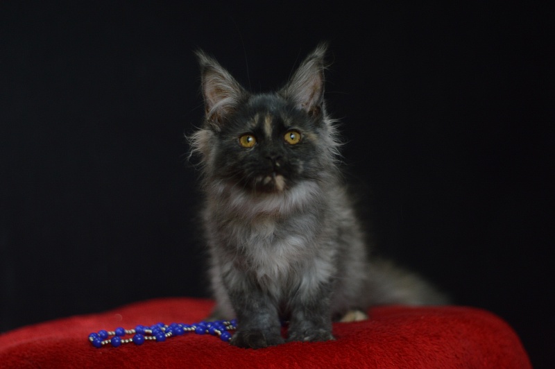 Gabriella Akbars - Kitten maine-coon 3 months