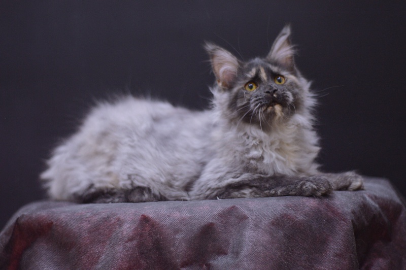 Gabriella Akbars - Kitten maine-coon 4 months