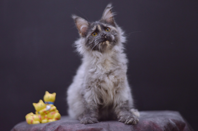 Gabriella Akbars - Kitten maine-coon 4 months