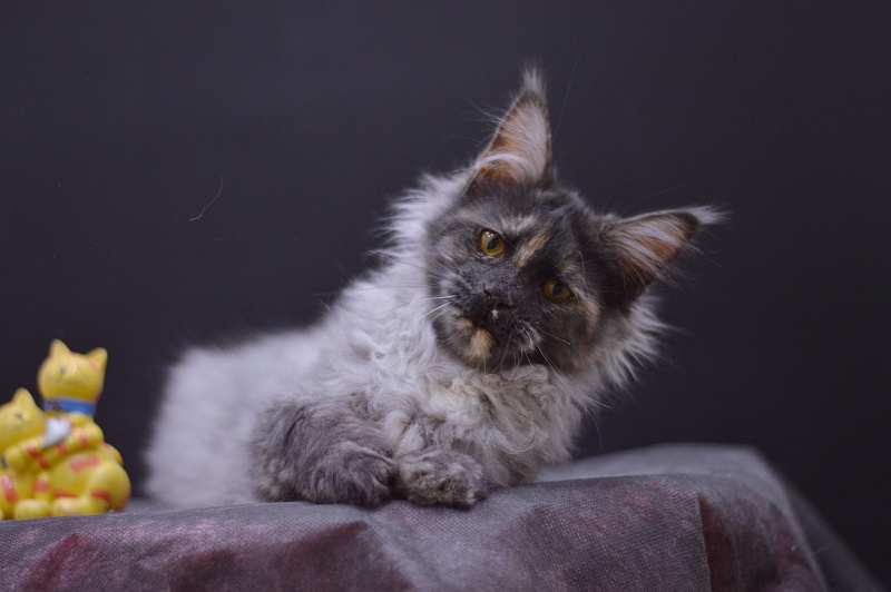 Gabriella Akbars - Kitten maine-coon 4 months