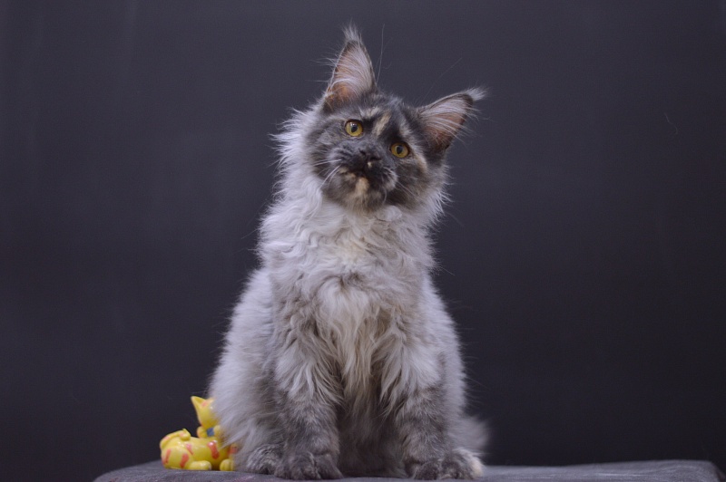 Gabriella Akbars - Kitten maine-coon 4 months