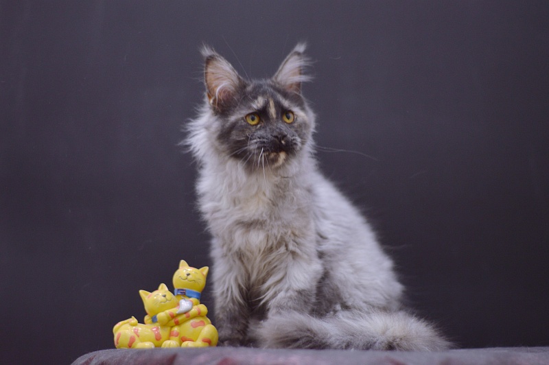 Gabriella Akbars - Kitten maine-coon 4 months