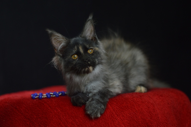 Gabriella Akbars - Kitten maine-coon 3 months