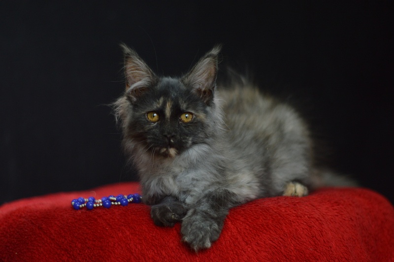 Gabriella Akbars - Kitten maine-coon 3 months