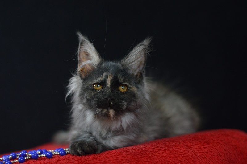 Gabriella Akbars - Kitten maine-coon 3 months