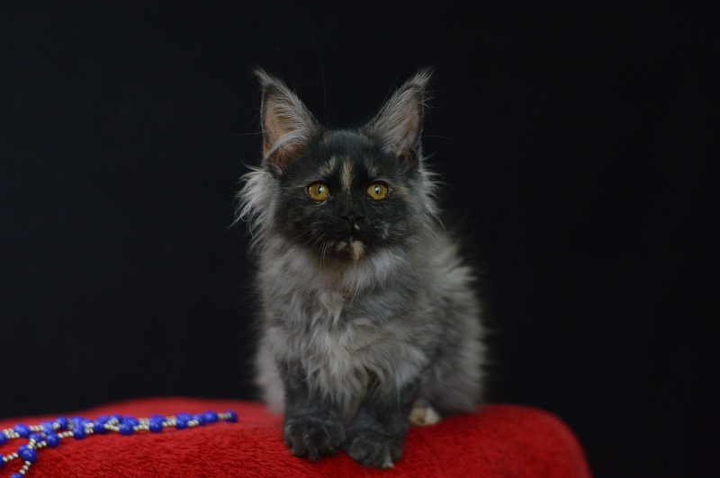 Gabriella Akbars - Kitten maine-coon 3 months