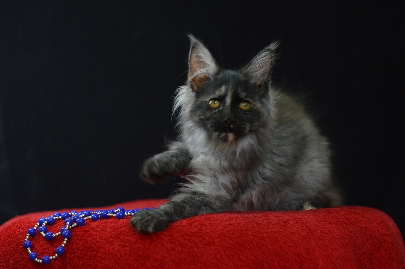 Gabriella Akbars - Kitten maine-coon 3 months