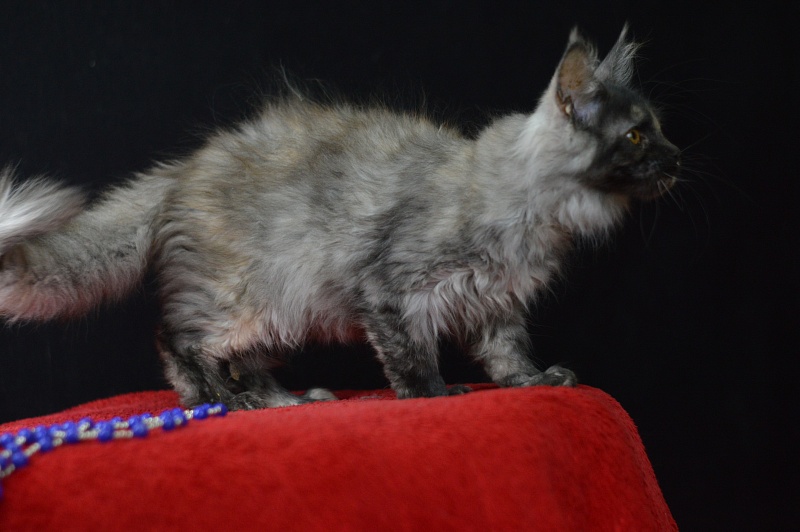 Gabriella Akbars - Kitten maine-coon 3 months