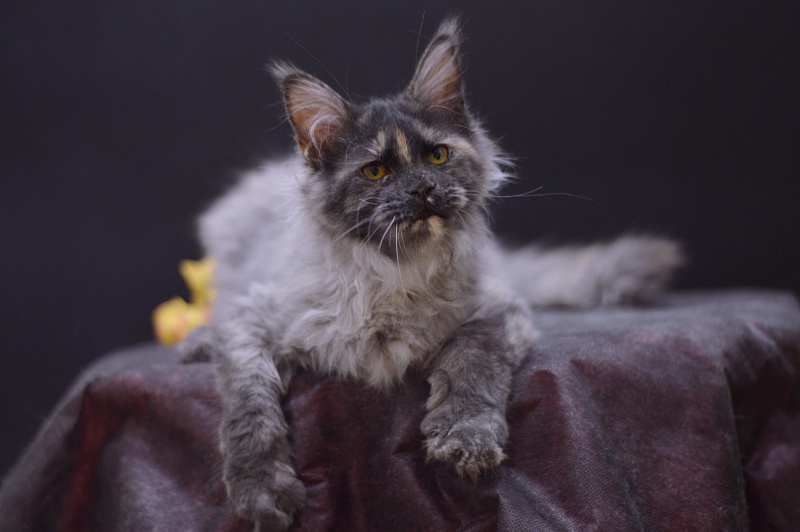 Gabriella Akbars - Kitten maine-coon 4 months