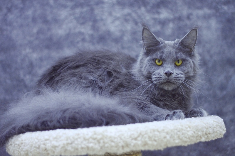 Genny Cat Harbour - Взрослый мейн-кун 10 месяцев 3 недели