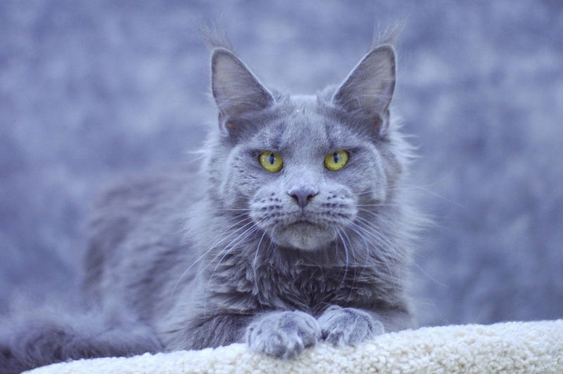 Genny Cat Harbour - Взрослый мейн-кун 10 месяцев 3 недели