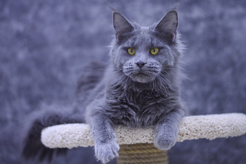 Genny Cat Harbour - Взрослый мейн-кун 10 месяцев 3 недели