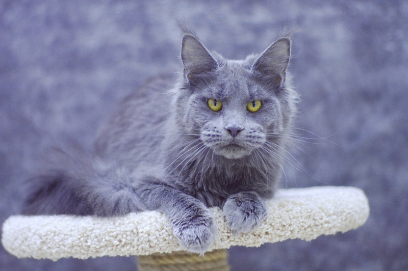 Genny Cat Harbour - Взрослый мейн-кун 10 месяцев 3 недели