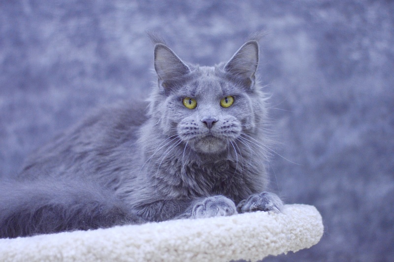 Genny Cat Harbour - Взрослый мейн-кун 10 месяцев 3 недели