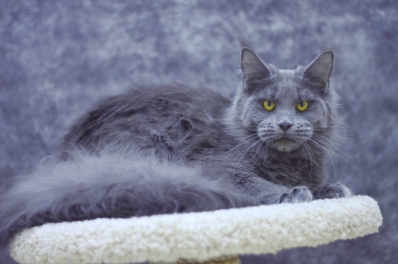 Genny Cat Harbour - Взрослый мейн-кун 10 месяцев 3 недели