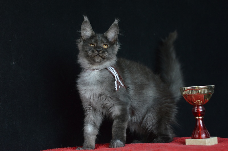 Erik Akbars - Kitten maine-coon 3 months 0.5 weeks