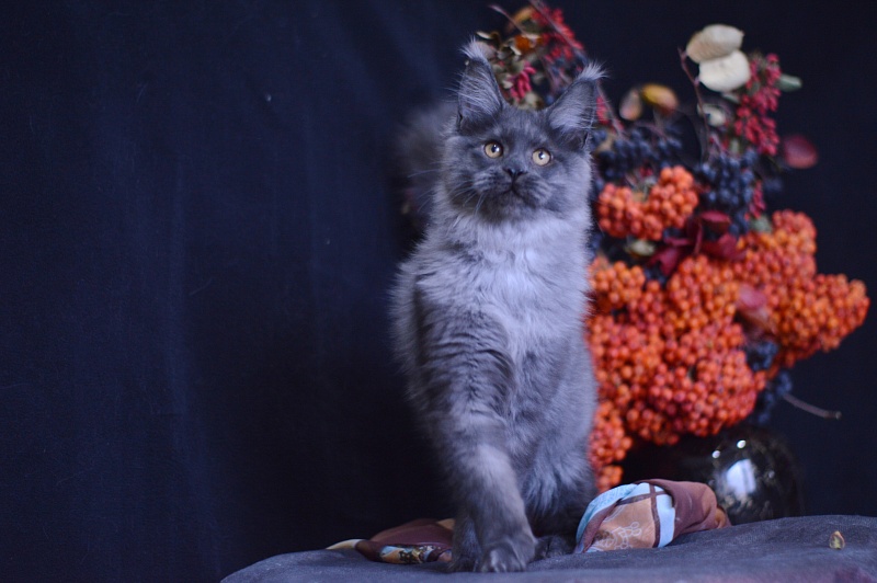 Erik Akbars - Kitten maine-coon 4 months 1 week