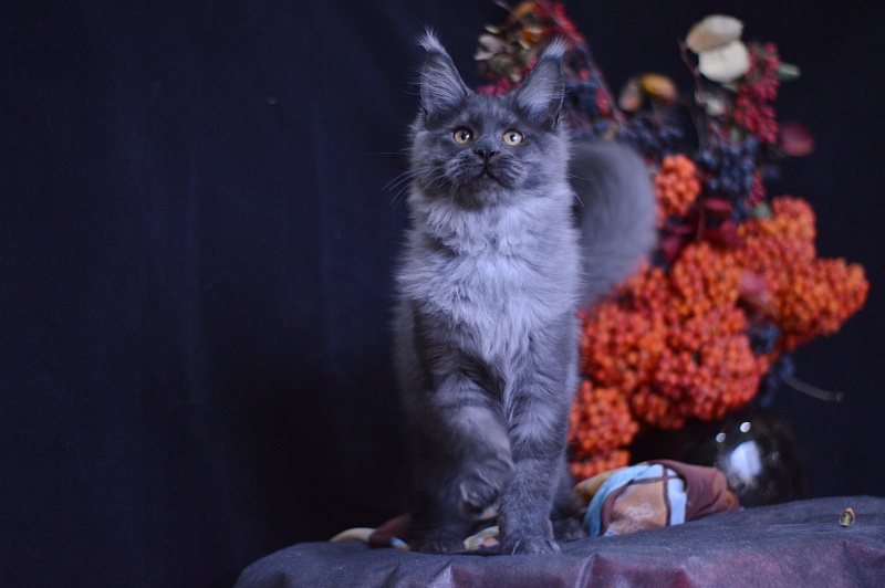 Erik Akbars - Kitten maine-coon 4 months 1 week