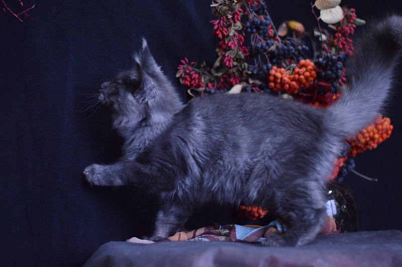 Erik Akbars - Kitten maine-coon 4 months 1 week