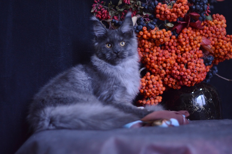 Erik Akbars - Kitten maine-coon 4 months 1 week