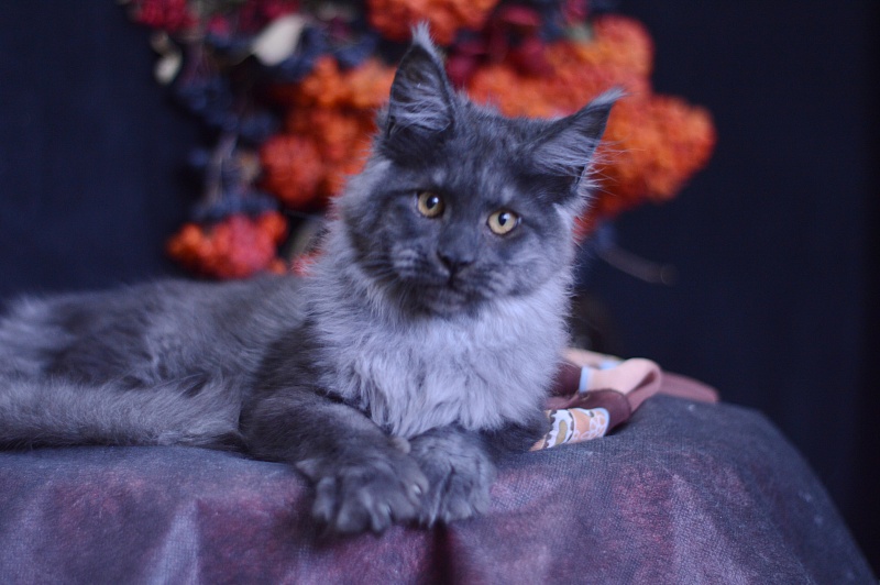 Erik Akbars - Kitten maine-coon 4 months 1 week