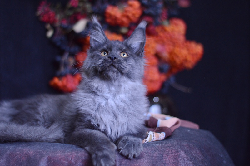 Erik Akbars - Kitten maine-coon 4 months 1 week