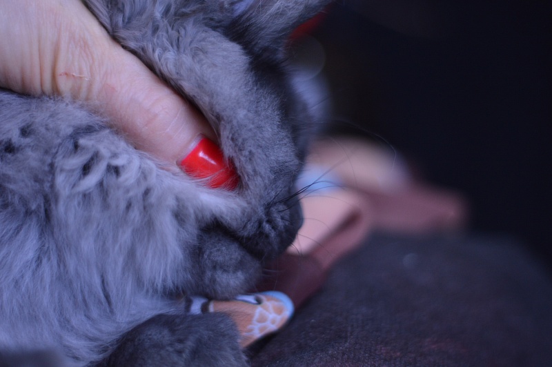 Erik Akbars - Kitten maine-coon 4 months 1 week