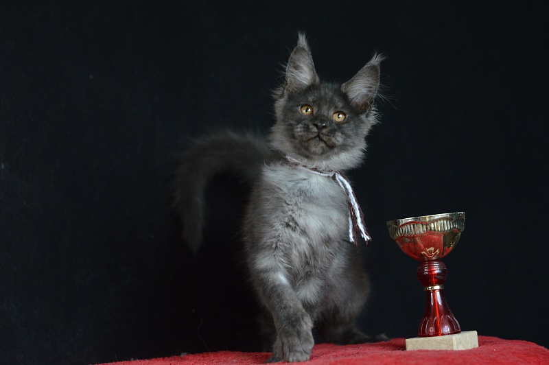 Erik Akbars - Kitten maine-coon 3 months 0.5 weeks