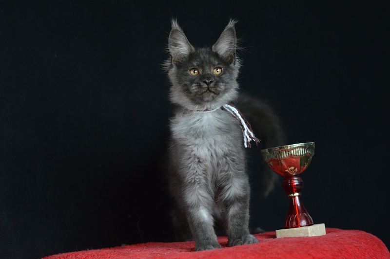 Erik Akbars - Kitten maine-coon 3 months 0.5 weeks