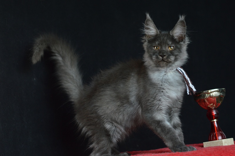Erik Akbars - Kitten maine-coon 3 months 0.5 weeks