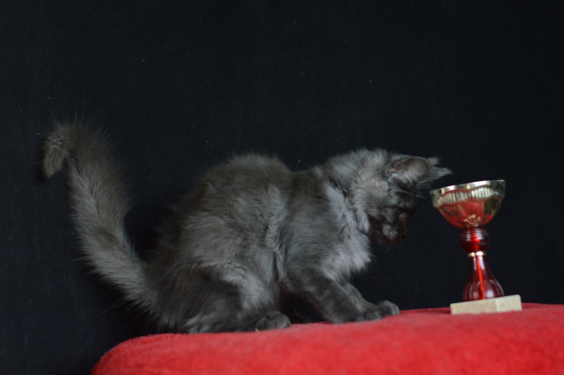 Erik Akbars - Kitten maine-coon 3 months 0.5 weeks