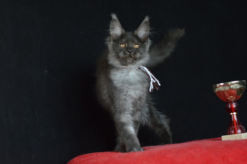 Erik Akbars - Kitten maine-coon 3 months 0.5 weeks