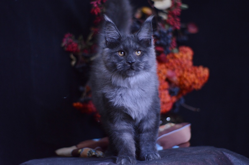 Erik Akbars - Kitten maine-coon 4 months 1 week