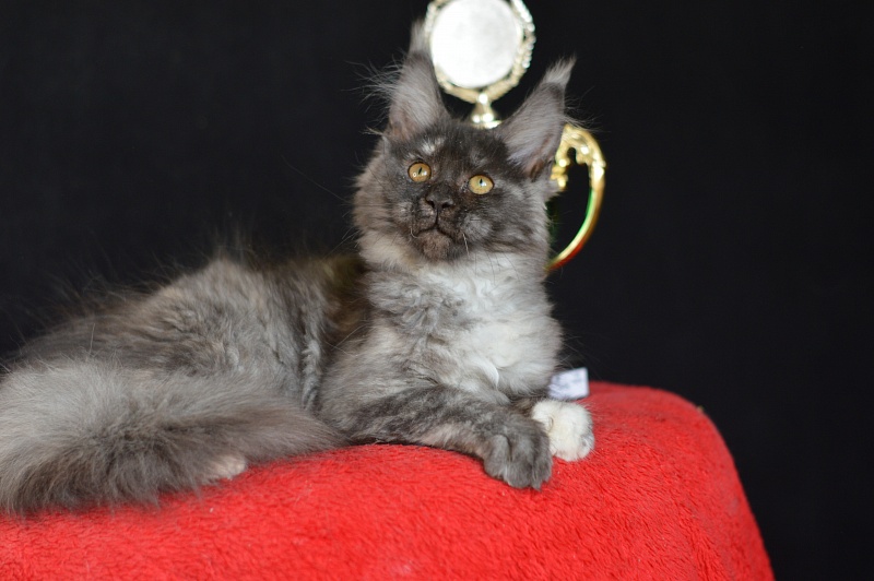 Eva Akbars - Kitten maine-coon 3 months 0.5 weeks